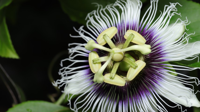 Passion fruit (Passiflora edulis)